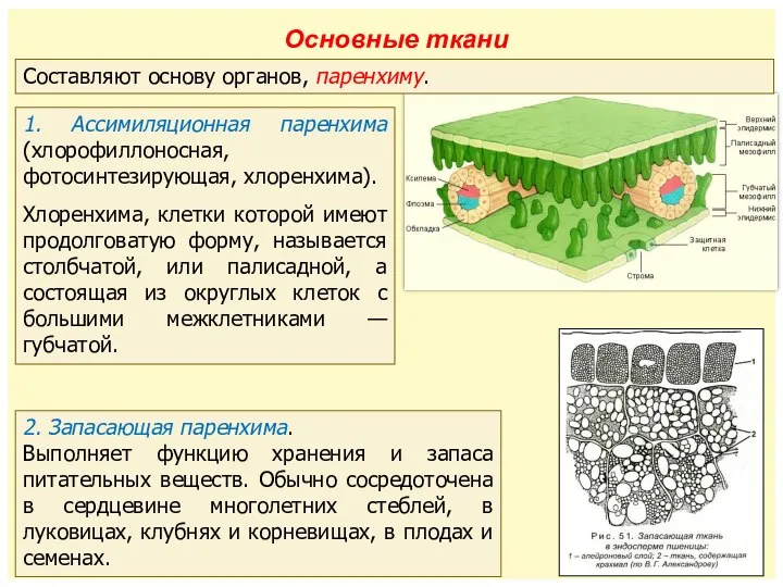 1. Ассимиляционная паренхима (хлорофиллоносная, фотосинтезирующая, хлоренхима). Хлоренхима, клетки которой имеют продолговатую