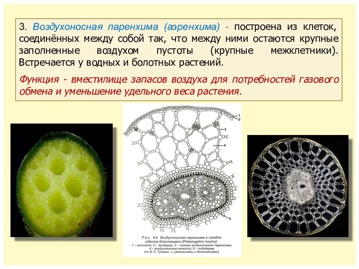 3. Воздухоносная паренхима (аэренхима) - построена из клеток, соединённых между собой