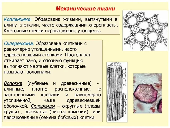 Колленхима. Образована живыми, вытянутыми в длину клетками, часто содержащими хлоропласты. Клеточные