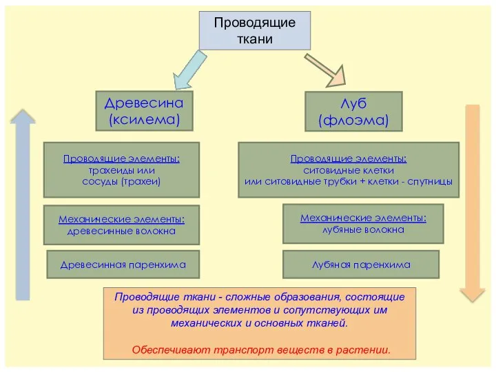 Проводящие ткани Древесина (ксилема) Механические элементы: древесинные волокна Проводящие элементы: трахеиды