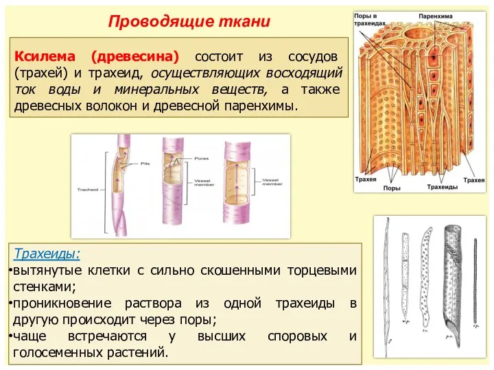 Ксилема (древесина) состоит из сосудов (трахей) и трахеид, осуществляющих восходящий ток