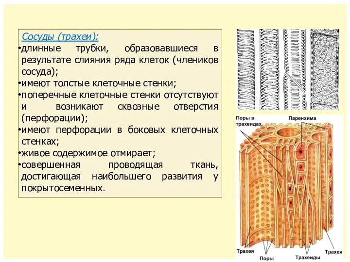 Сосуды (трахеи): длинные трубки, образовавшиеся в результате слияния ряда клеток (члеников