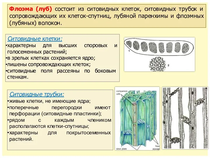 Ситовидные клетки: характерны для высших споровых и голосеменных растений; в зрелых