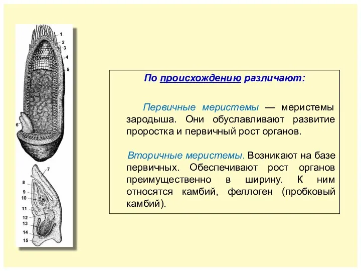 По происхождению различают: Первичные меристемы — меристемы зародыша. Они обуславливают развитие