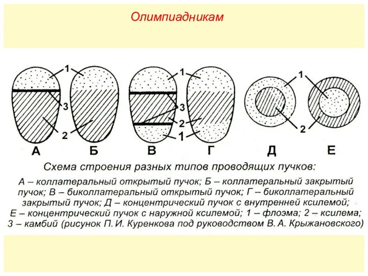 Олимпиадникам