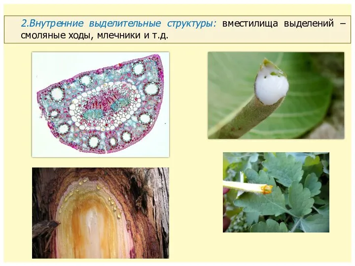 2.Внутренние выделительные структуры: вместилища выделений – смоляные ходы, млечники и т.д.