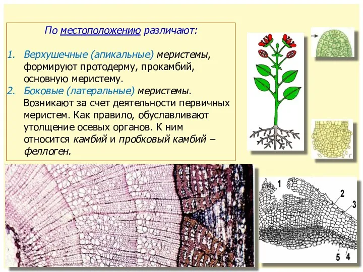 По местоположению различают: Верхушечные (апикальные) меристемы, формируют протодерму, прокамбий, основную меристему.