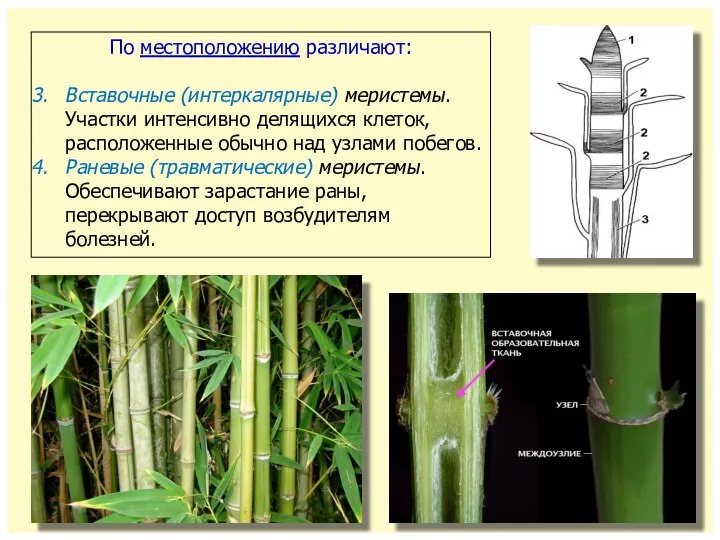 По местоположению различают: Вставочные (интеркалярные) меристемы. Участки интенсивно делящихся клеток, расположенные