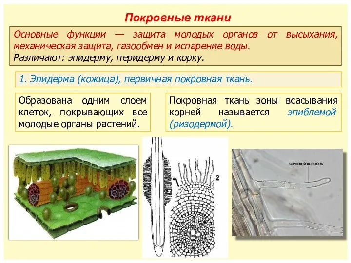 Основные функции — защита молодых органов от высыхания, механическая защита, газообмен