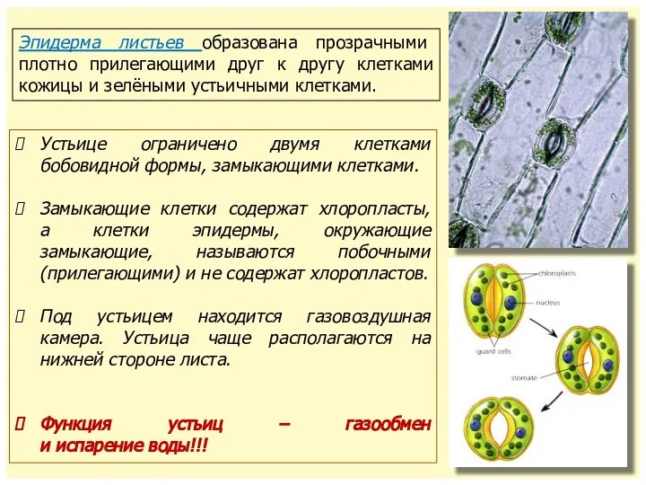 Эпидерма листьев образована прозрачными плотно прилегающими друг к другу клетками кожицы