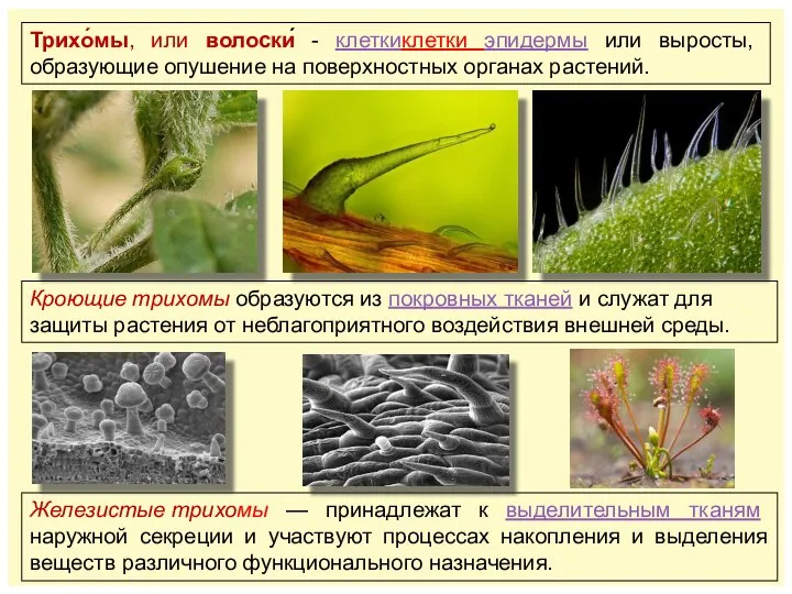 Трихо́мы, или волоски́ - клеткиклетки эпидермы или выросты, образующие опушение на