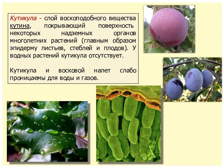 Кутикула - слой воскоподобного вещества кутина, покрывающий поверхность некоторых надземных органов