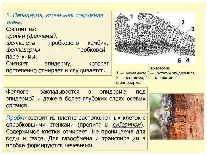 2. Перидерма, вторичная покровная ткань. Состоит из: пробки (феллемы), феллогена —