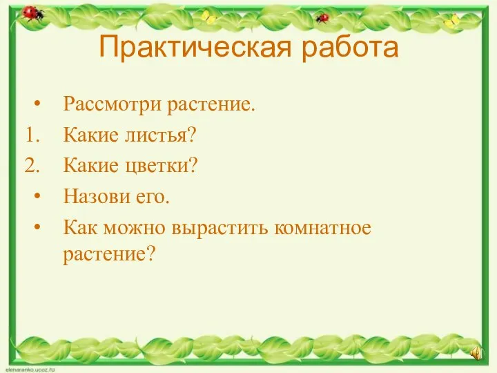 Практическая работа Рассмотри растение. Какие листья? Какие цветки? Назови его. Как можно вырастить комнатное растение?