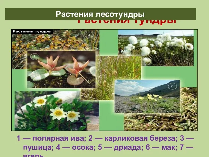 Растения тундры 1 — полярная ива; 2 — карликовая береза; 3