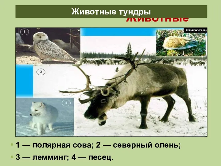 Животные тундры 1 — полярная сова; 2 — северный олень; 3
