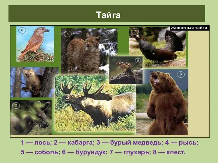 Животные тайги 1 — лось; 2 — кабарга; 3 — бурый