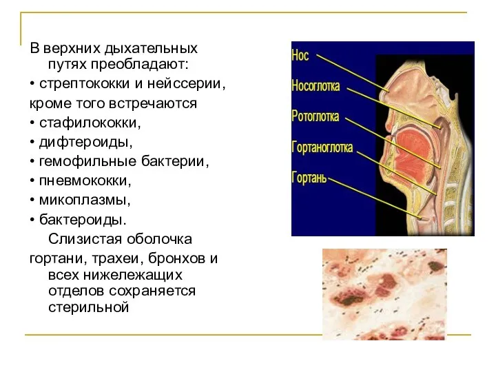 В верхних дыхательных путях преобладают: • стрептококки и нейссерии, кроме того