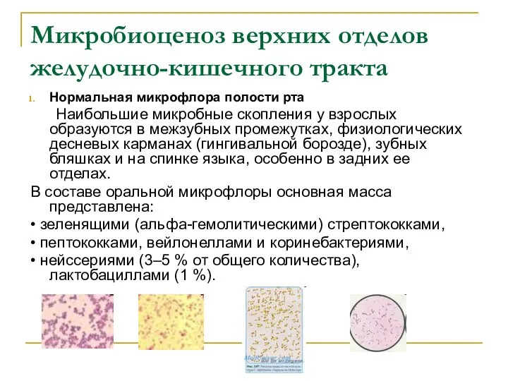 Микробиоценоз верхних отделов желудочно-кишечного тракта Нормальная микрофлора полости рта Наибольшие микробные