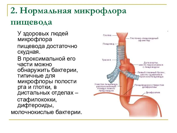 2. Нормальная микрофлора пищевода У здоровых людей микрофлора пищевода достаточно скудная.