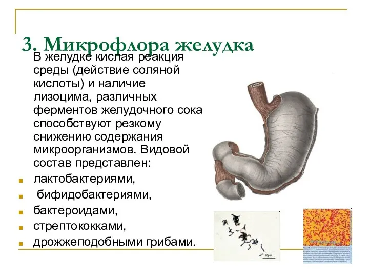 3. Микрофлора желудка В желудке кислая реакция среды (действие соляной кислоты)