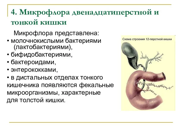 4. Микрофлора двенадцатиперстной и тонкой кишки Микрофлора представлена: • молочнокислыми бактериями