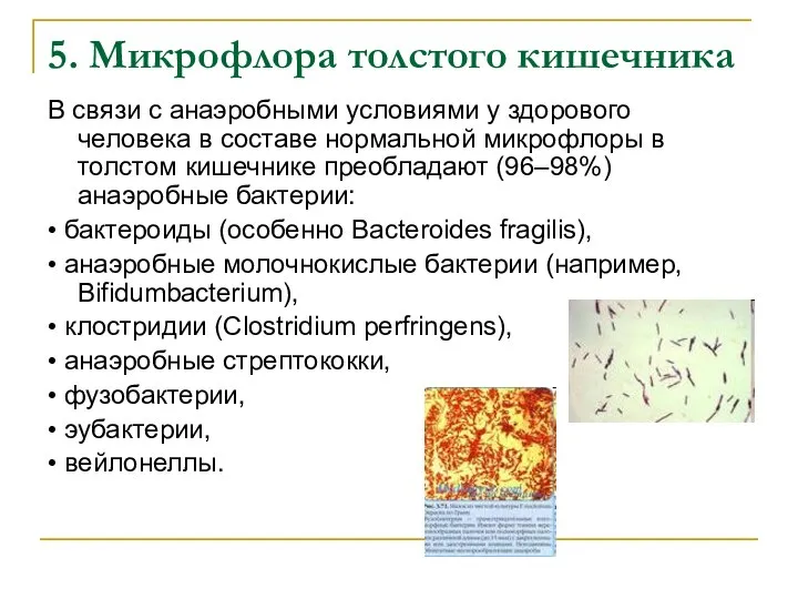 5. Микрофлора толстого кишечника В связи с анаэробными условиями у здорового