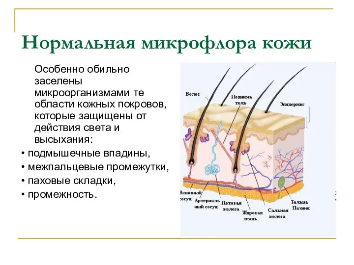 Нормальная микрофлора кожи Особенно обильно заселены микроорганизмами те области кожных покровов,