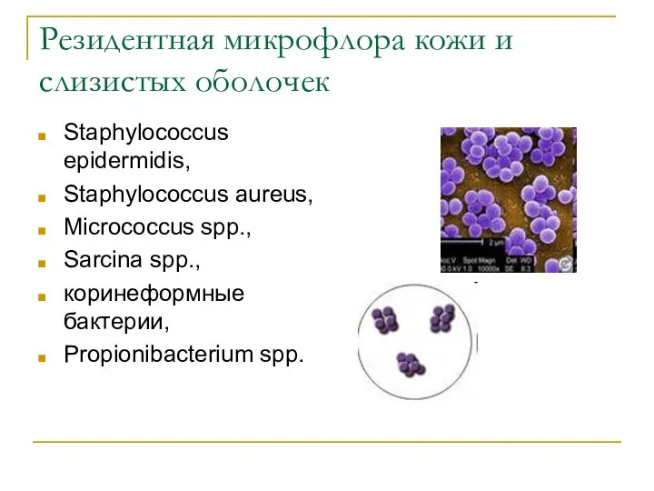 Резидентная микрофлора кожи и слизистых оболочек Staphylococcus epidermidis, Staphylococcus aureus, Micrococcus