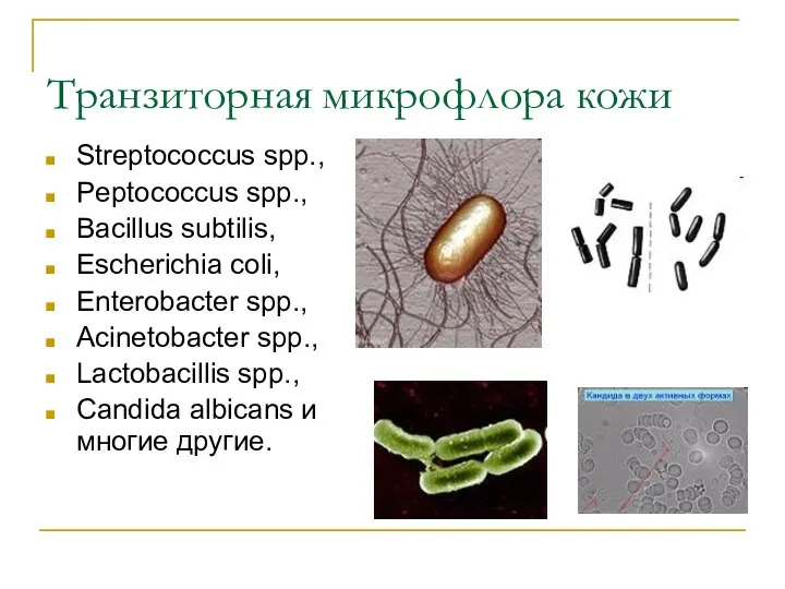 Транзиторная микрофлора кожи Streptococcus spp., Peptococcus spp., Bacillus subtilis, Escherichia coli,