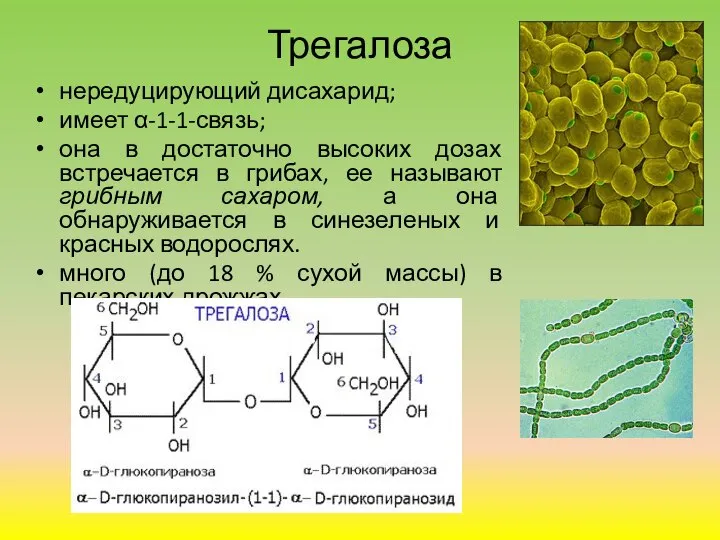 Трегалоза нередуцирующий дисахарид; имеет α-1-1-связь; она в достаточно высоких дозах встречается