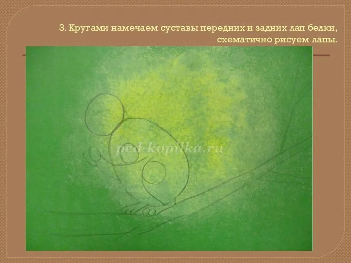 3. Кругами намечаем суставы передних и задних лап белки, схематично рисуем лапы.