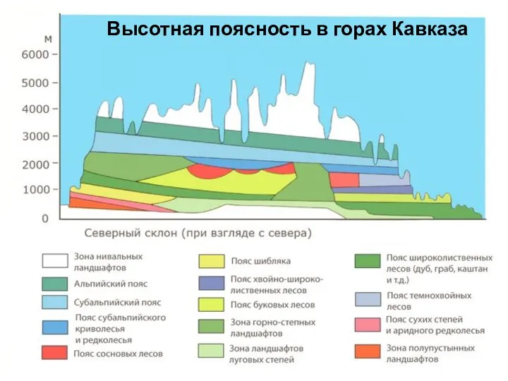 Высотная поясность в горах Кавказа