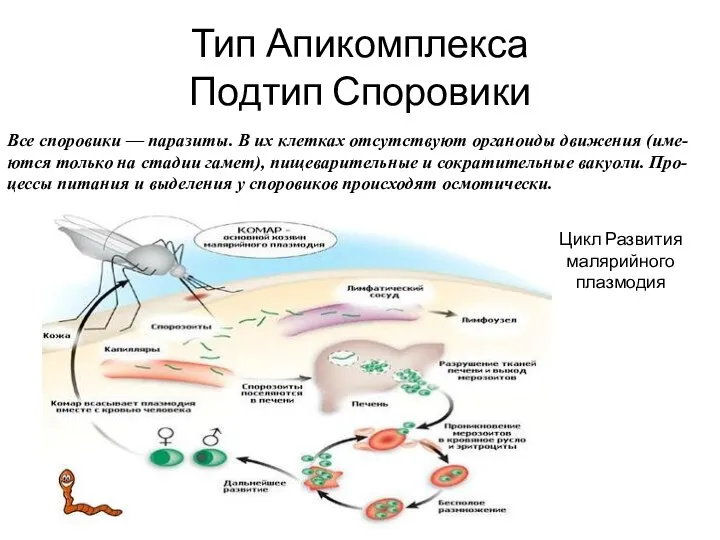 Тип Апикомплекса Подтип Споровики Все споровики — паразиты. В их клетках