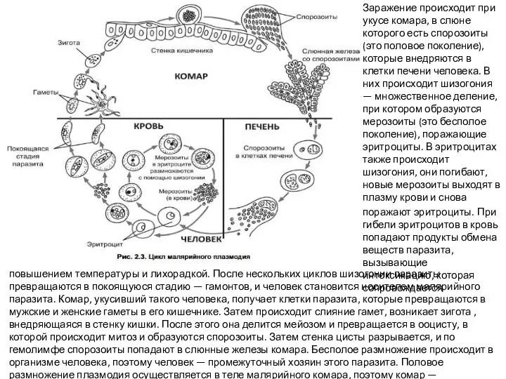 повышением температуры и лихорадкой. После нескольких циклов шизогонии паразиты превращаются в