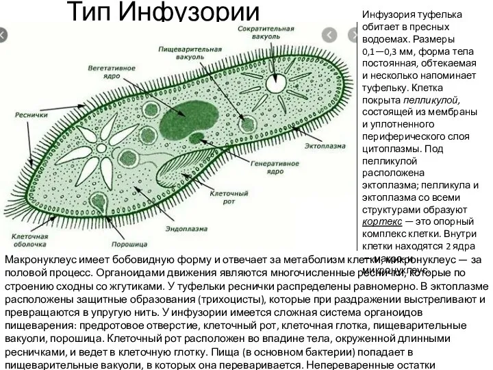 Тип Инфузории Инфузория туфелька обитает в пресных водоемах. Размеры 0,1—0,3 мм,