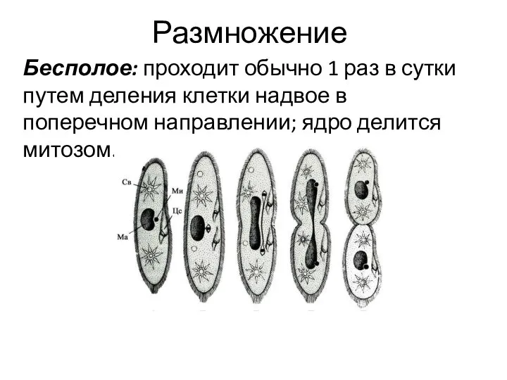 Размножение Бесполое: проходит обычно 1 раз в сутки путем деления клетки