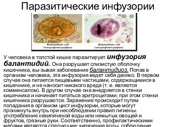 Паразитические инфузории У человека в толстой кишке паразитирует инфузория балантидий. Она