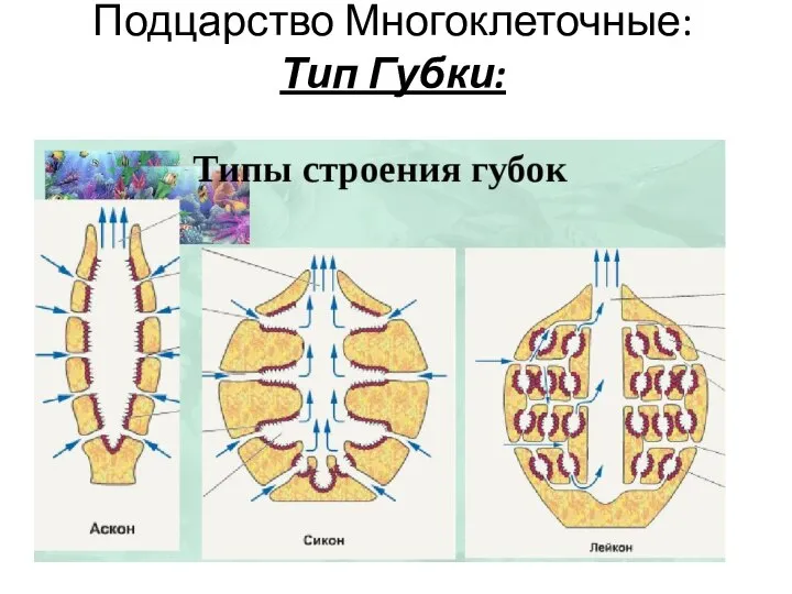 Подцарство Многоклеточные: Тип Губки: