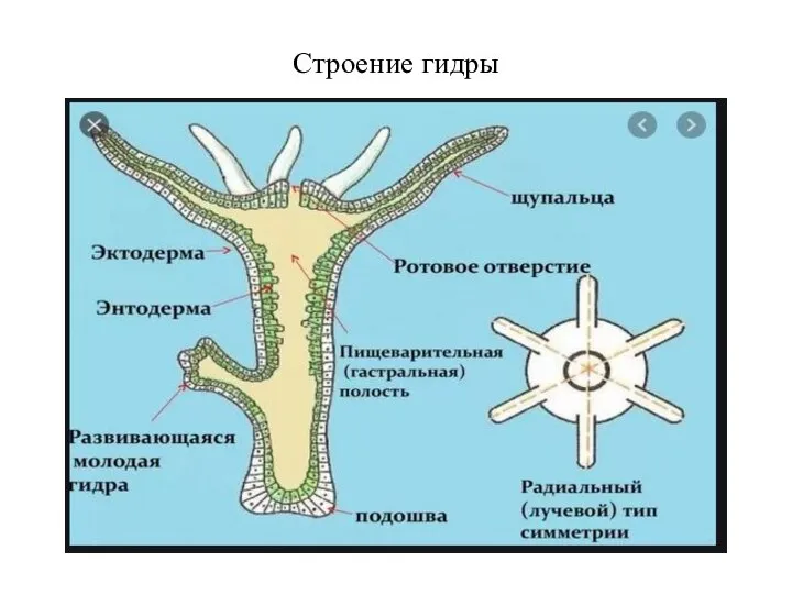 Строение гидры