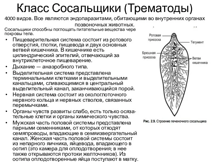 Класс Сосальщики (Трематоды) 4000 видов. Все являются эндопаразитами, обитающими во внутренних