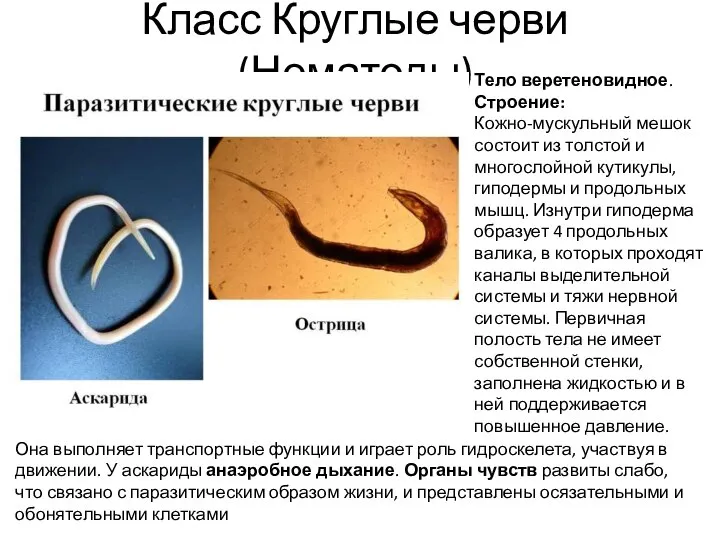 Класс Круглые черви (Нематоды) Тело веретеновидное. Строение: Кожно-мускульный мешок состоит из