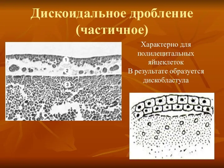 Дискоидальное дробление (частичное) Характерно для полилецитальных яйцеклеток В результате образуется дискобластула