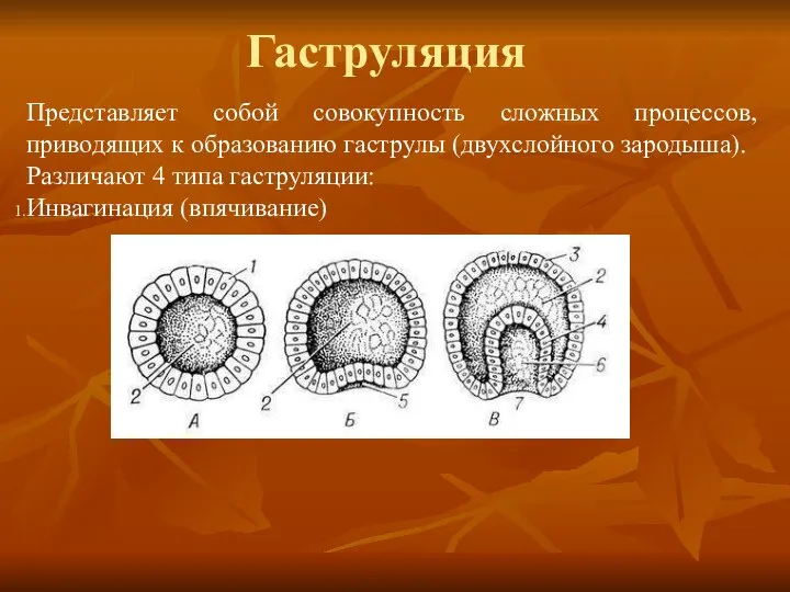 Гаструляция Представляет собой совокупность сложных процессов, приводящих к образованию гаструлы (двухслойного