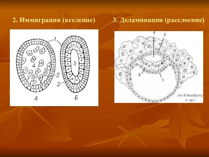 2. Иммиграция (вселение) 3. Деламинация (расслоение)