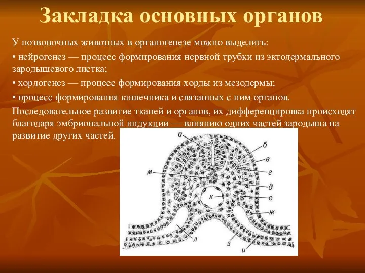 Закладка основных органов У позвоночных животных в органогенезе можно выделить: •