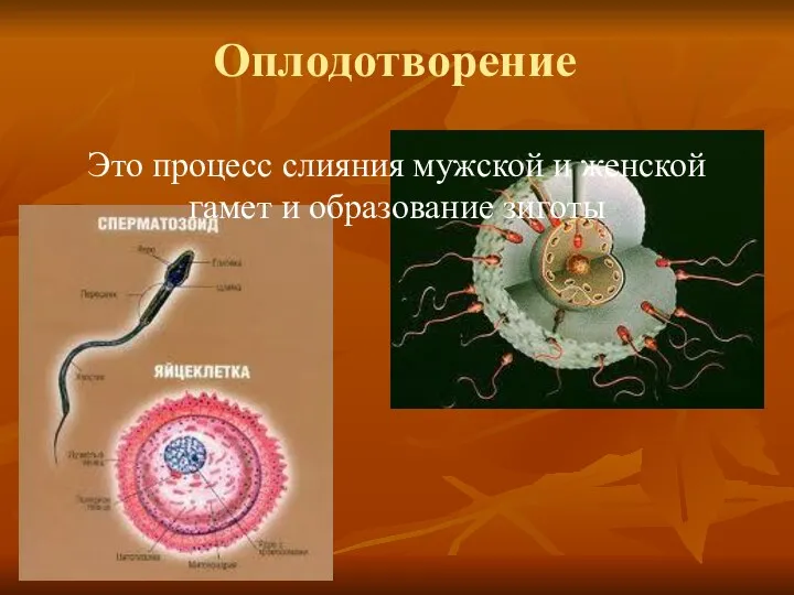 Оплодотворение Это процесс слияния мужской и женской гамет и образование зиготы