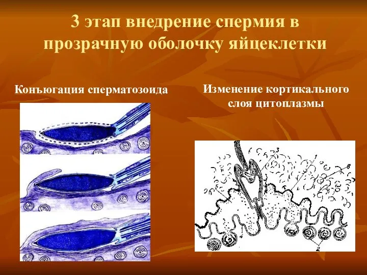 3 этап внедрение спермия в прозрачную оболочку яйцеклетки Изменение кортикального слоя цитоплазмы Конъюгация сперматозоида