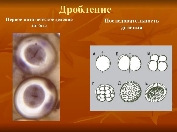 Дробление Первое митотическое деление зиготы Последовательность деления