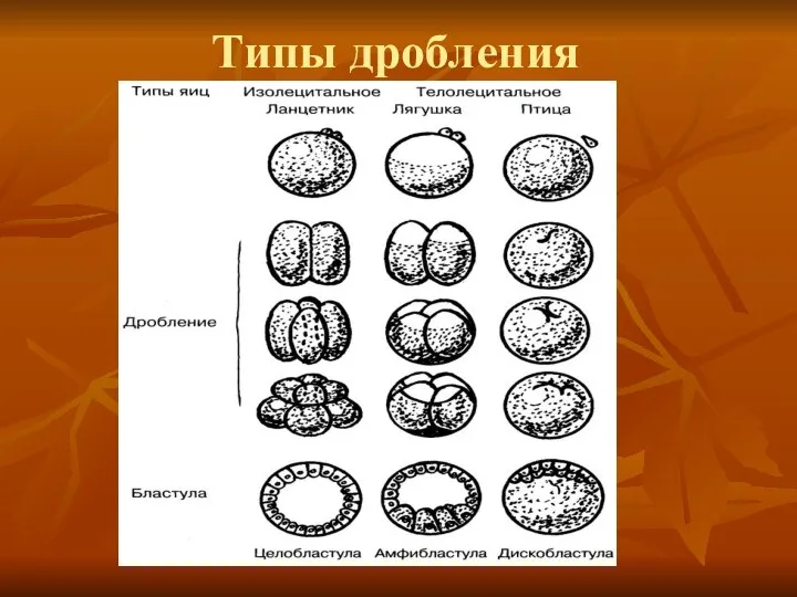 Типы дробления